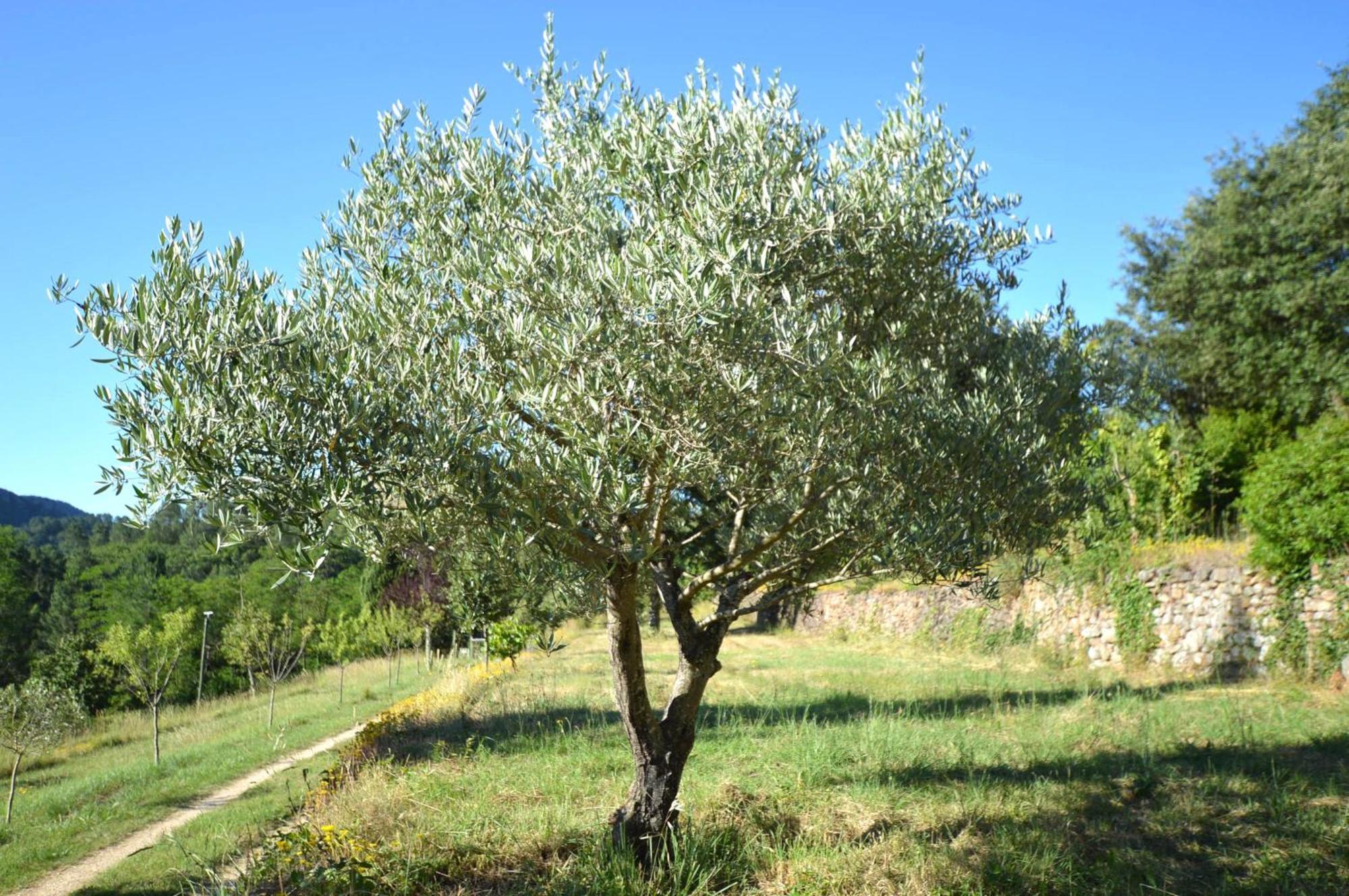 Mas Des Druilles Bed & Breakfast Generargues Bagian luar foto